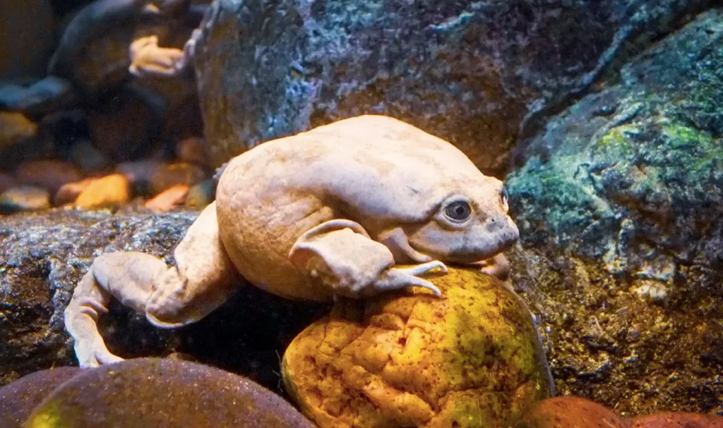 lake titicaca frog