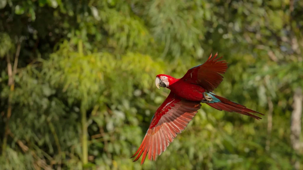 Tambopata Amazon Reserve 4 Days
